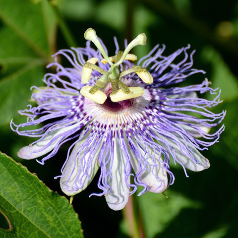E.T. Passiflora